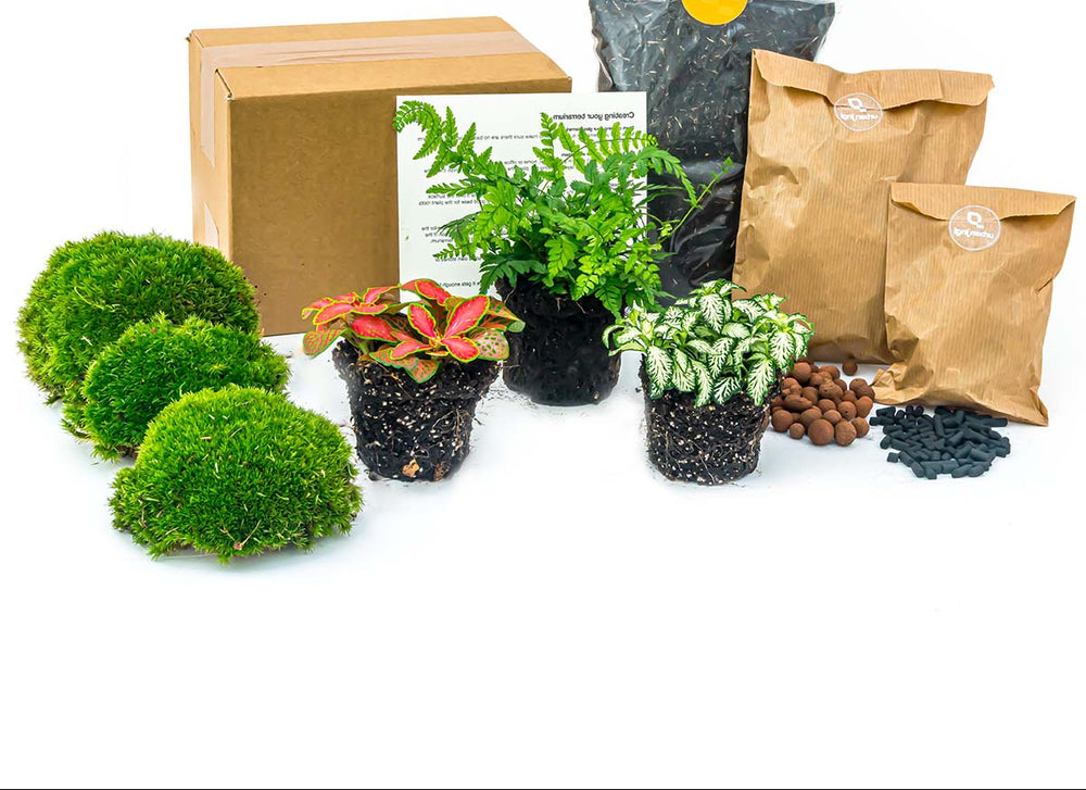 Fern - Plant Terrarium Refill & Starter Kit - 3 Terrarium Plants - Diy