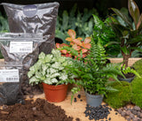 Jungle 5 - Plant Terrarium Refill & Starter Kit - 5 Terrarium Plants - Diy