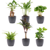 Mini Plant Set 6 - Includes 6X Pot Boule Anthracite