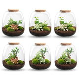 Emma - Terrarium With Light - Bottle Garden Diy Kit - Ø 23 Cm ↑ 25 Cm