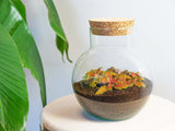 Noah - Terrarium - Bottle Garden Diy Kit - Ø 18.5 Cm ↑ 19 Cm