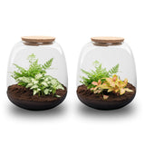 Terrarium Ginolino - ↑ 20 Cm - Ø 19 Cm - Relatiegeschenk