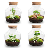 Terrarium Diy Kit - Andolino - ↑ 21.5 Cm