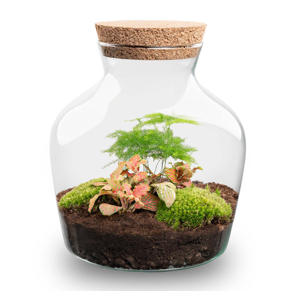 Terrarium Diy Kit - Andolino - ↑ 21.5 Cm