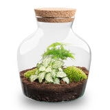 Terrarium Diy Kit - Andolino - ↑ 21.5 Cm