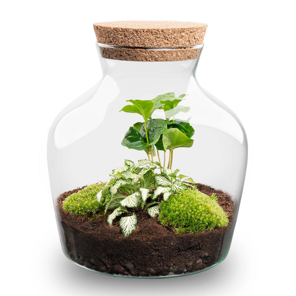 Terrarium Diy Kit - Andolino - ↑ 21.5 Cm