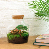 Terrarium Diy Kit - Andolino - ↑ 21.5 Cm