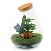 Terrarium Diy Kit - Noa Rosso - ↑ 43 Cm