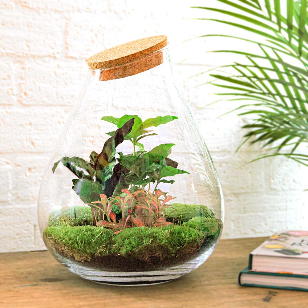Terrarium Diy Kit - Noa Rosso - ↑ 43 Cm
