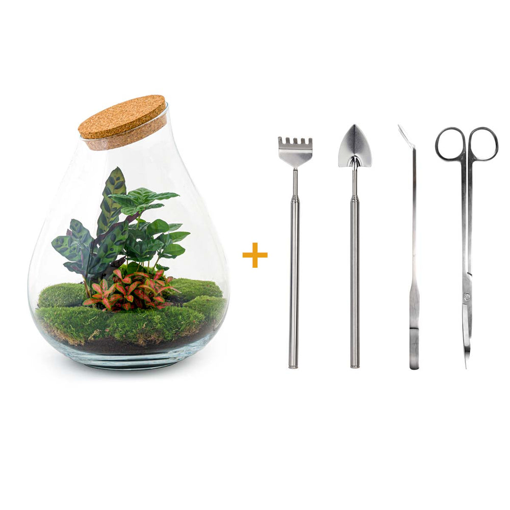 Terrarium Diy Kit - Noa Rosso - ↑ 43 Cm