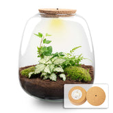 Terrarium Diy Kit - Gino - Diy Kit - ↑ 25 Cm - Ø 23 Cm