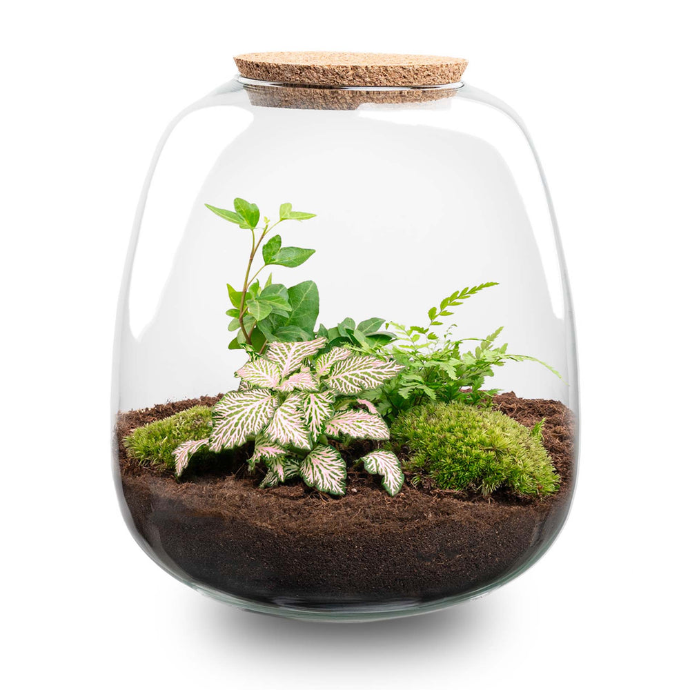 Terrarium Diy Kit - Gino - Diy Kit - ↑ 25 Cm - Ø 23 Cm