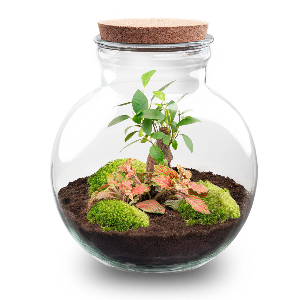 Terrarium Diy Kit - Vita Bonsai - ↑ 26,5 Cm
