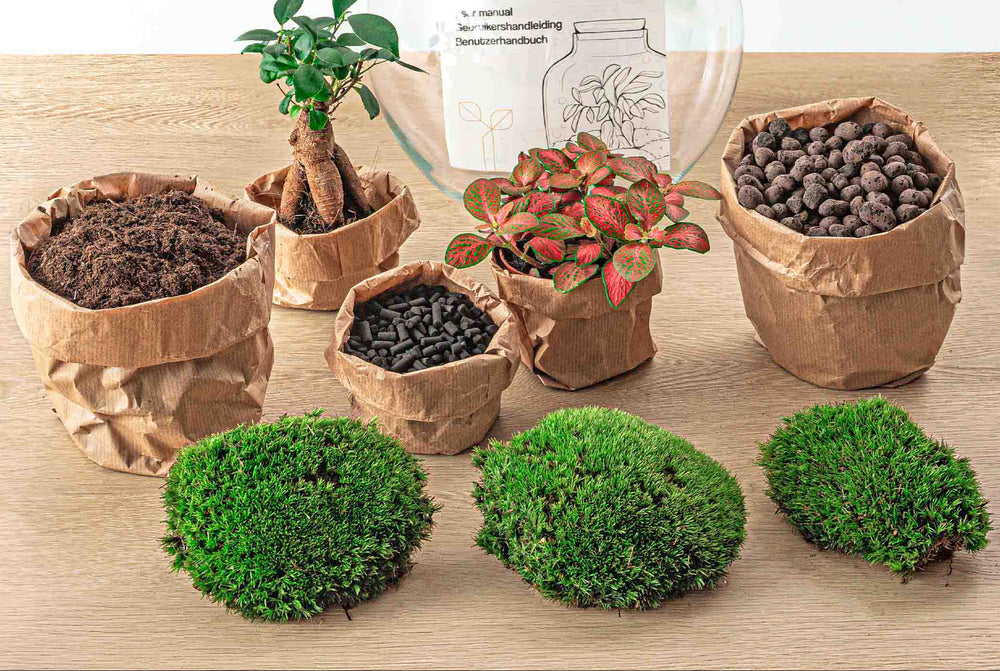 Terrarium Diy Kit - Vita Bonsai - ↑ 26,5 Cm