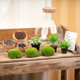 Terrarium Mia - Ø 30 Cm ↑ 32 Cm - Relatiegeschenk