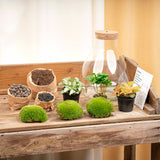 Terrarium Mia - Ø 24,5 Cm ↑ 30 Cm - Relatiegeschenk