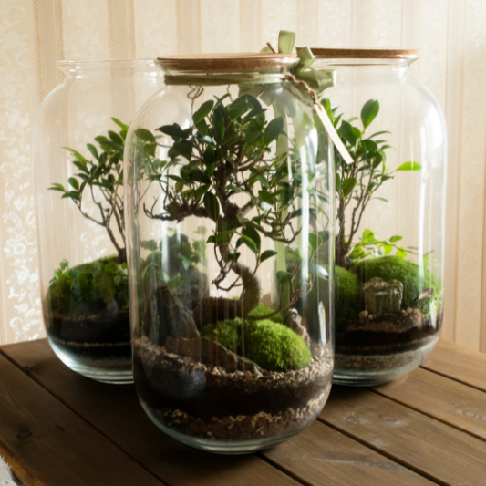 De magie van het ecosysteem: hoe een plantterrarium zichzelf in leven houdt