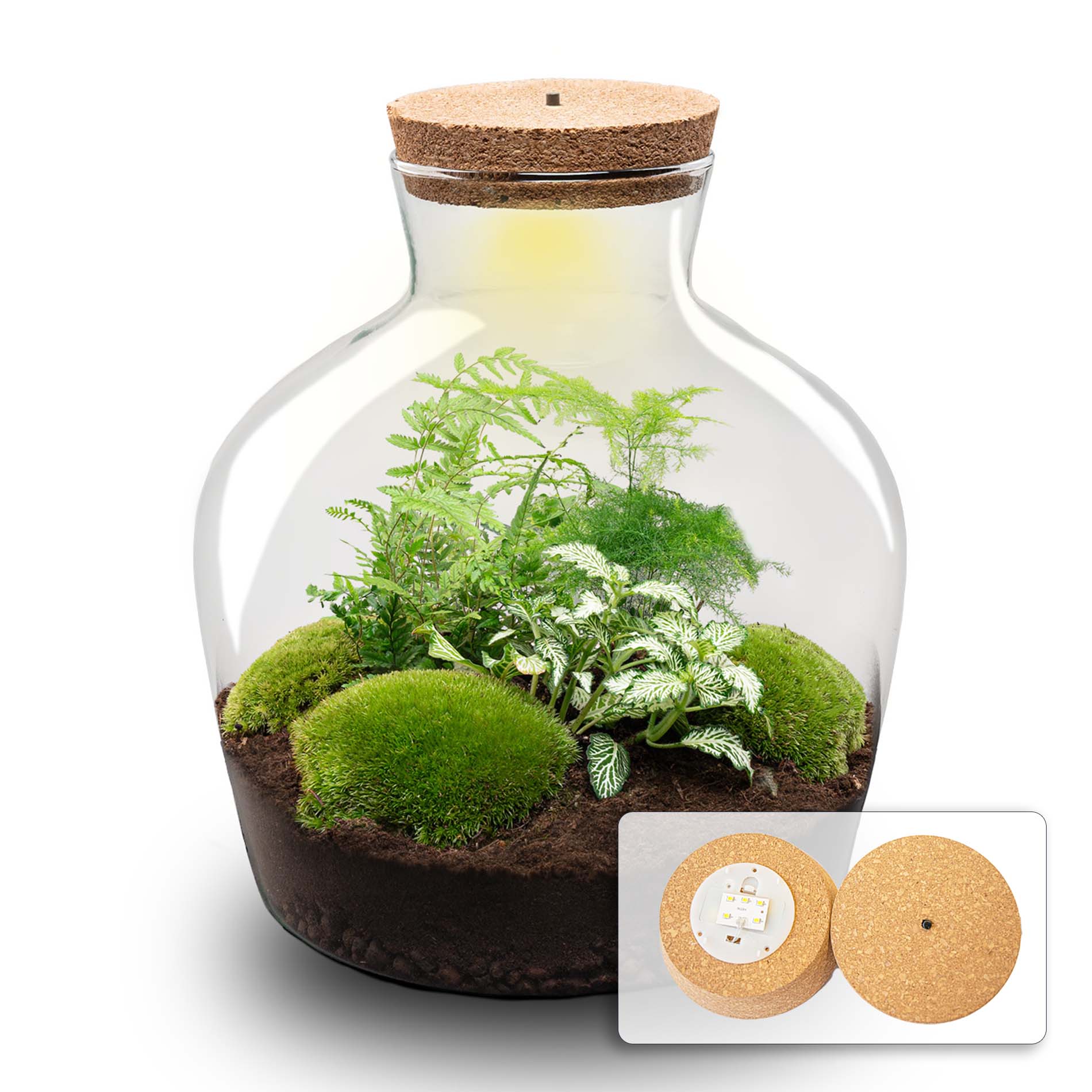 Terrarium Diy Kit - Fat Joe Green - Bottle Garden - ↑ 30 Cm