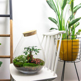 Terrarium Diy Kit - Drop Xxl Bonsai - Bottle Garden - ↑ 43 Cm