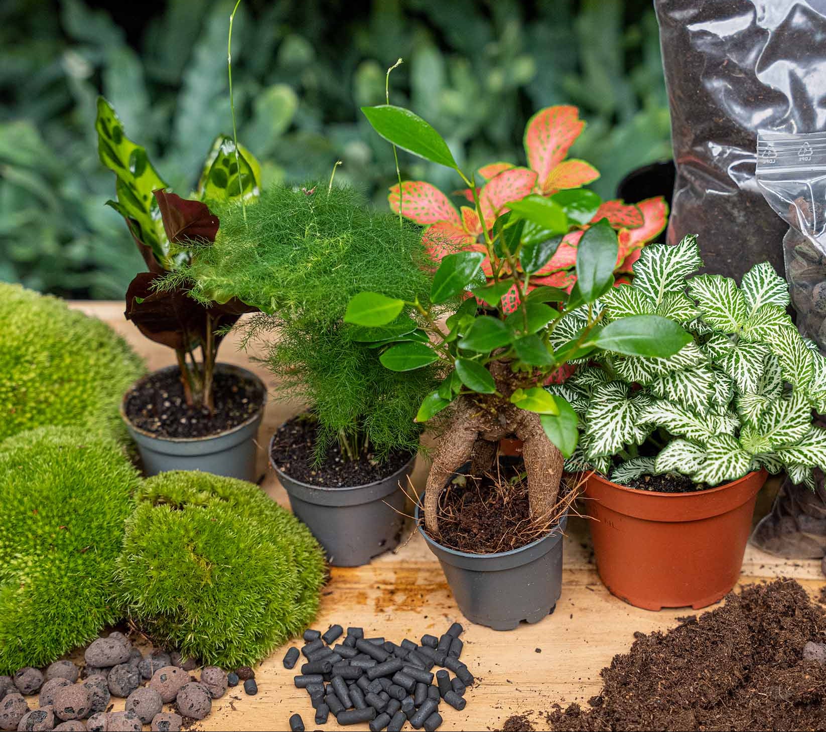 5 Terrarium Plants - Plant Terrarium Refill & Starter Kit - 5 Terrarium Plants - Diy