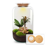 Terrarium Diy Kit - Sven Xl Palm - With Lightning - Bottle Garden - ↑ 43 Cm