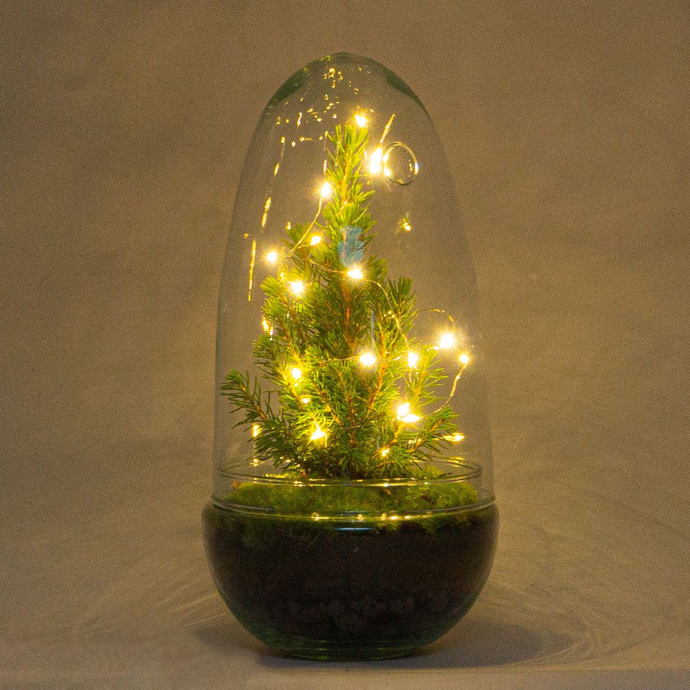 Egg Christmas - Plant Terrarium With Christmas Tree And Lighting - ↑ 25 Cm