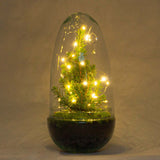 Egg Christmas - Plant Terrarium With Christmas Tree And Lighting - ↑ 25 Cm