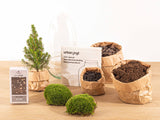 Egg Christmas - Plant Terrarium With Christmas Tree And Lighting - ↑ 25 Cm