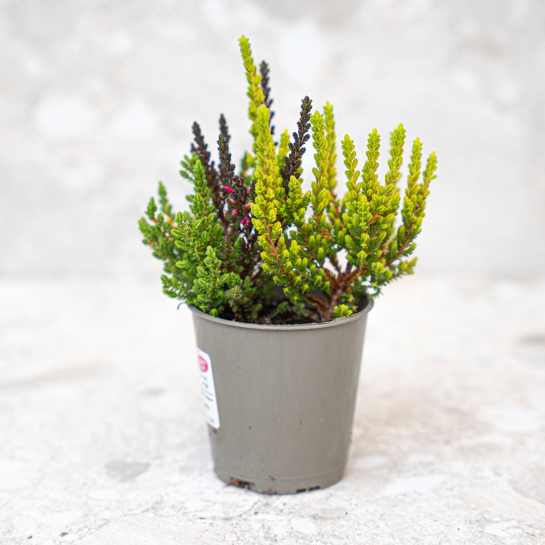 Calluna Vulgaris - Garden Girls 'Sunset Girls' - Mini
