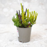 Calluna Vulgaris - Garden Girls 'Sunset Girls' - Mini