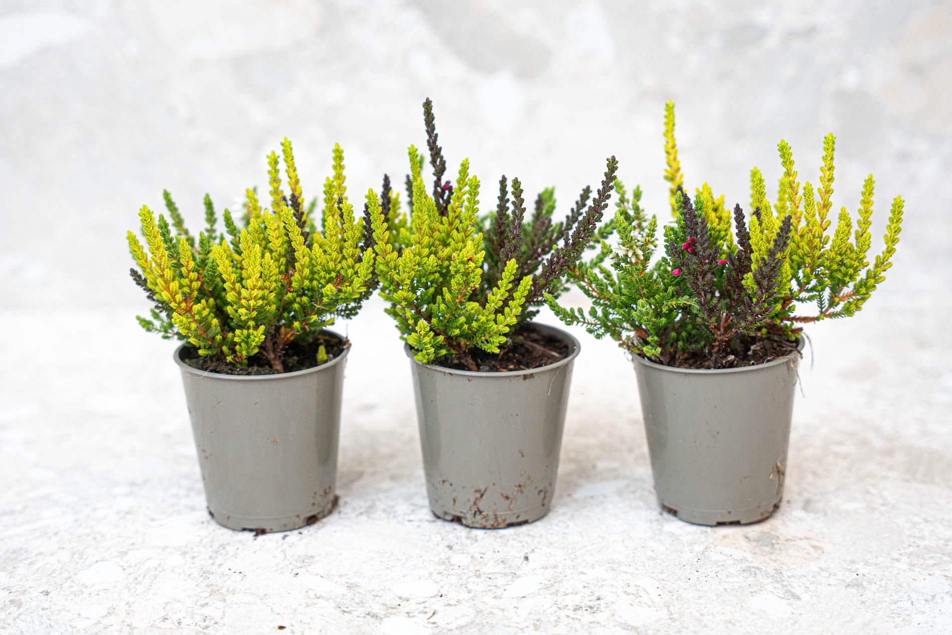 Calluna Vulgaris - Garden Girls 'Sunset Girls' - Mini
