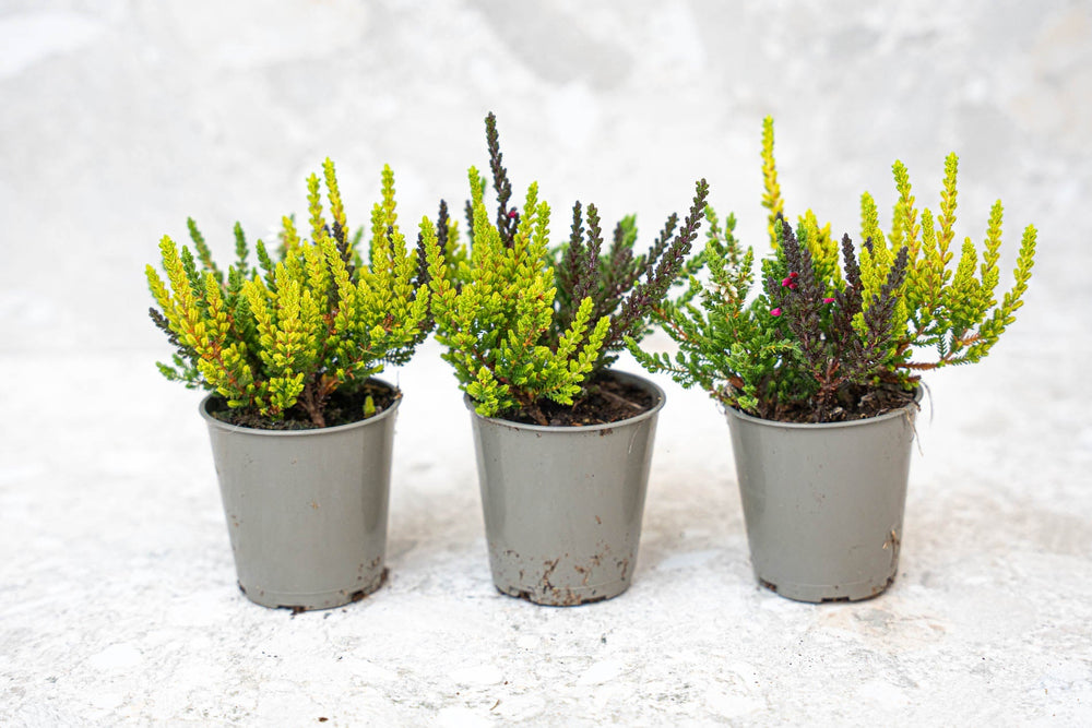 Calluna Vulgaris - Garden Girls 'Sunset Girls' - Mini