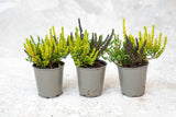 Calluna Vulgaris - Garden Girls 'Sunset Girls' - Mini