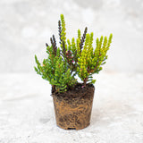 Calluna Vulgaris - Garden Girls 'Sunset Girls' - Mini