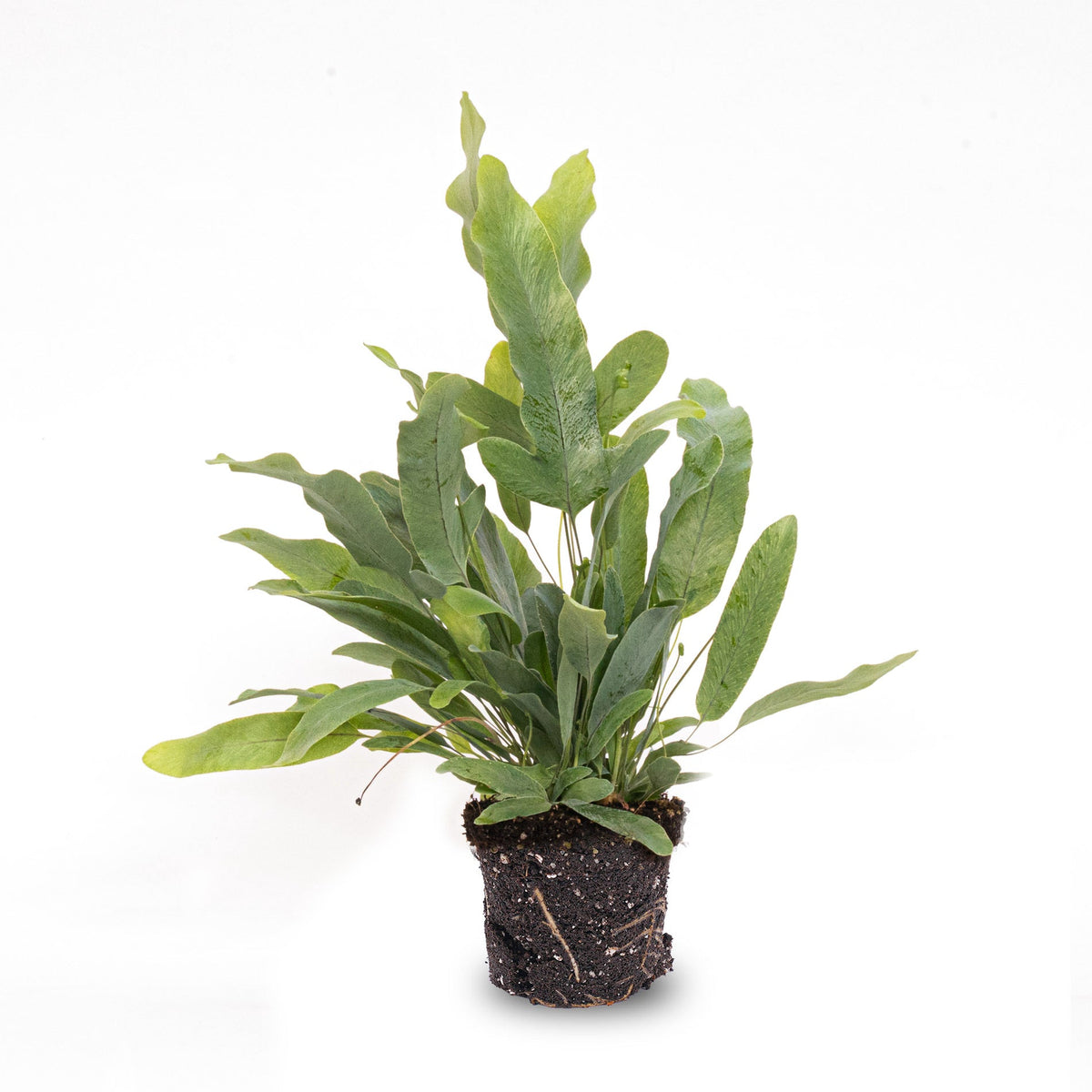 Phlebodium Blue Star - Pot Size 6 - Baby Plant - Terrarium Plant