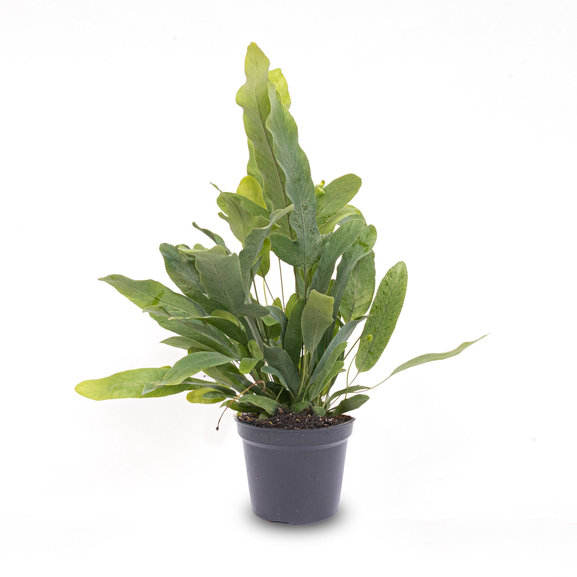 Phlebodium Blue Star - Pot Size 6 - Baby Plant - Terrarium Plant