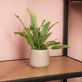 Phlebodium Blue Star - Pot Size 6 - Baby Plant - Terrarium Plant