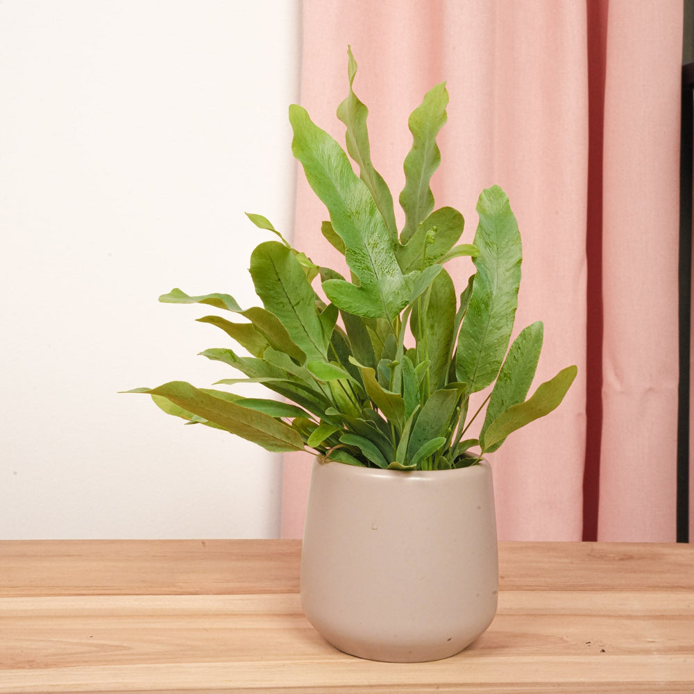 Phlebodium Blue Star - Pot Size 6 - Baby Plant - Terrarium Plant