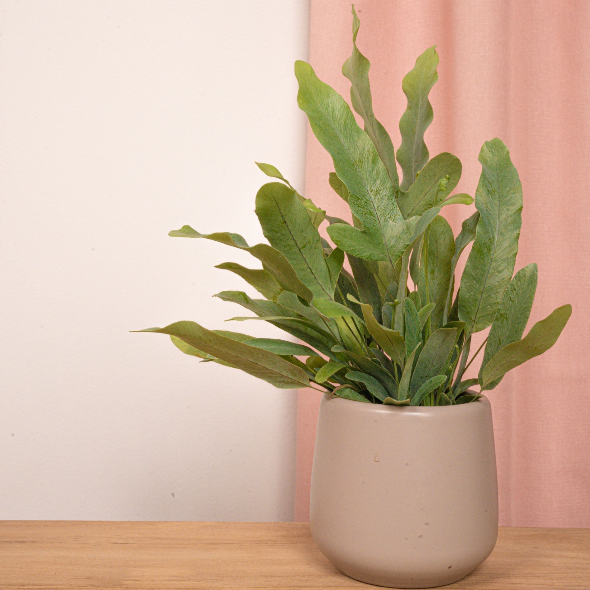Phlebodium Blue Star - Pot Size 6 - Baby Plant - Terrarium Plant