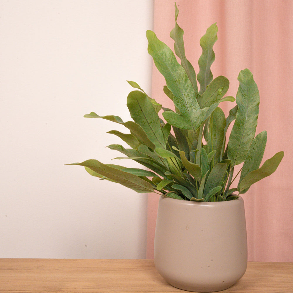 Phlebodium Blue Star - Pot Size 6 - Baby Plant - Terrarium Plant
