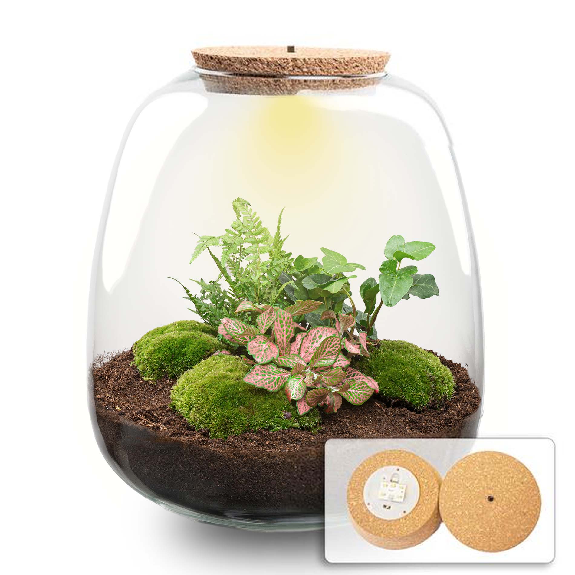 Emma - Terrarium With Light - Bottle Garden Diy Kit - Ø 23 Cm ↑ 25 Cm