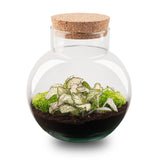Noah - Terrarium - Bottle Garden Diy Kit - Ø 18.5 Cm ↑ 19 Cm