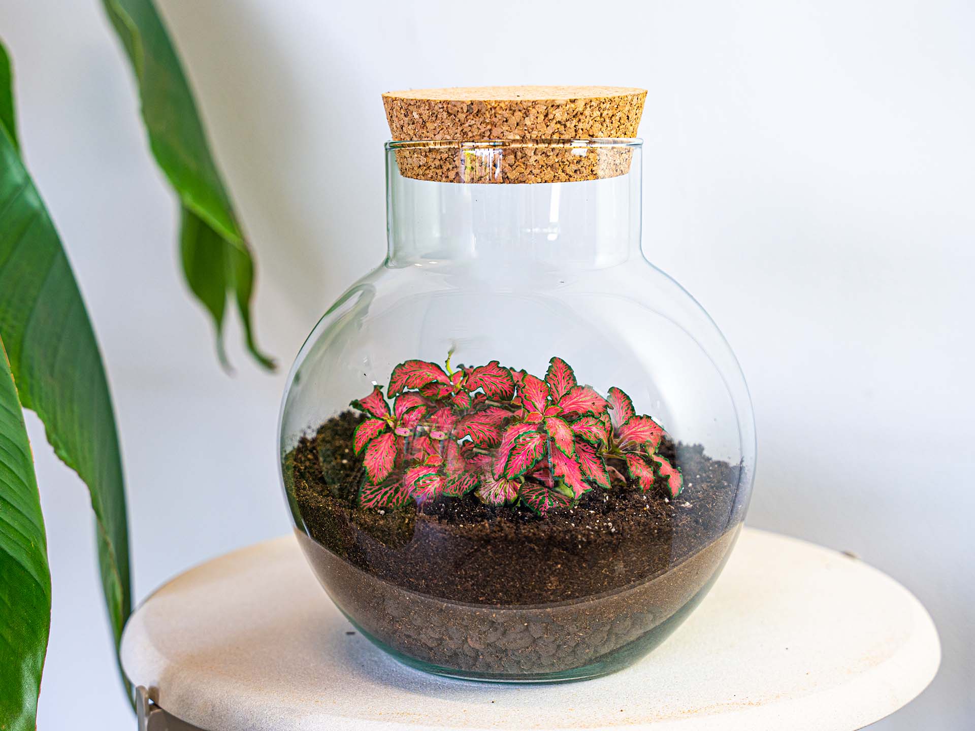 Noah - Terrarium - Bottle Garden Diy Kit - Ø 18.5 Cm ↑ 19 Cm