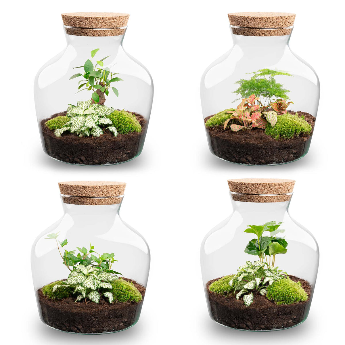 Terrarium Diy Kit - Andolino - ↑ 21.5 Cm