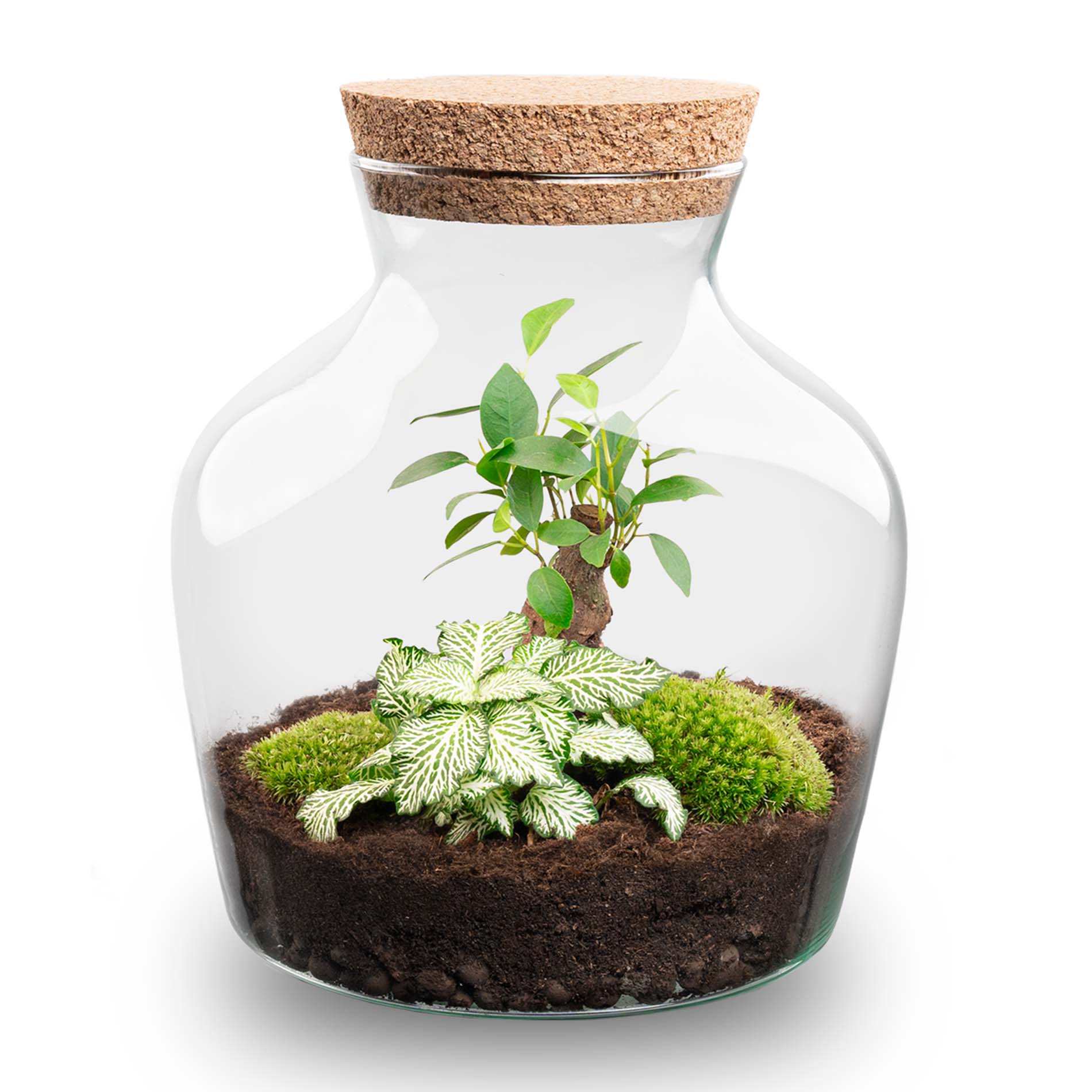 Terrarium Diy Kit - Andolino - ↑ 21.5 Cm