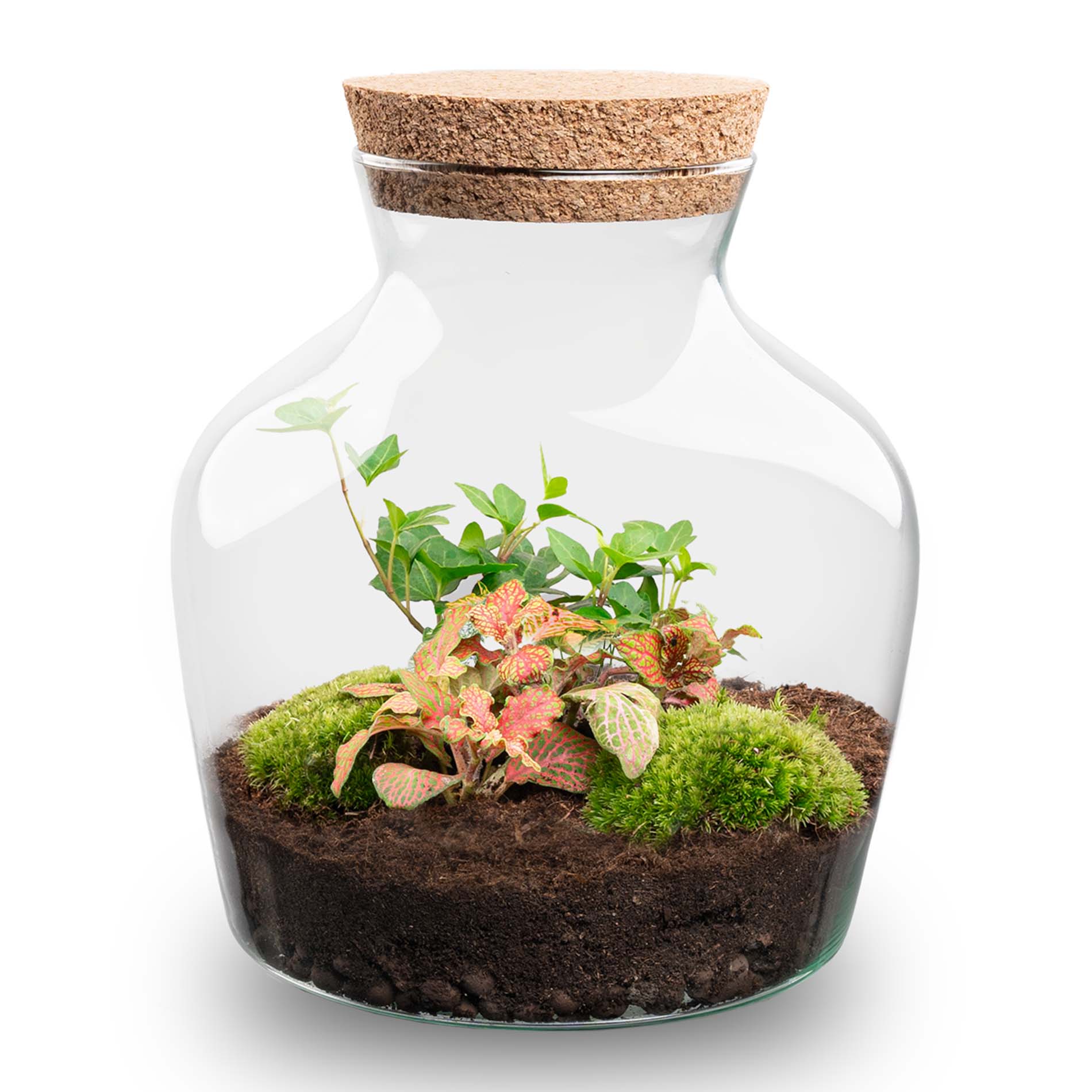 Terrarium Diy Kit - Andolino - ↑ 21.5 Cm
