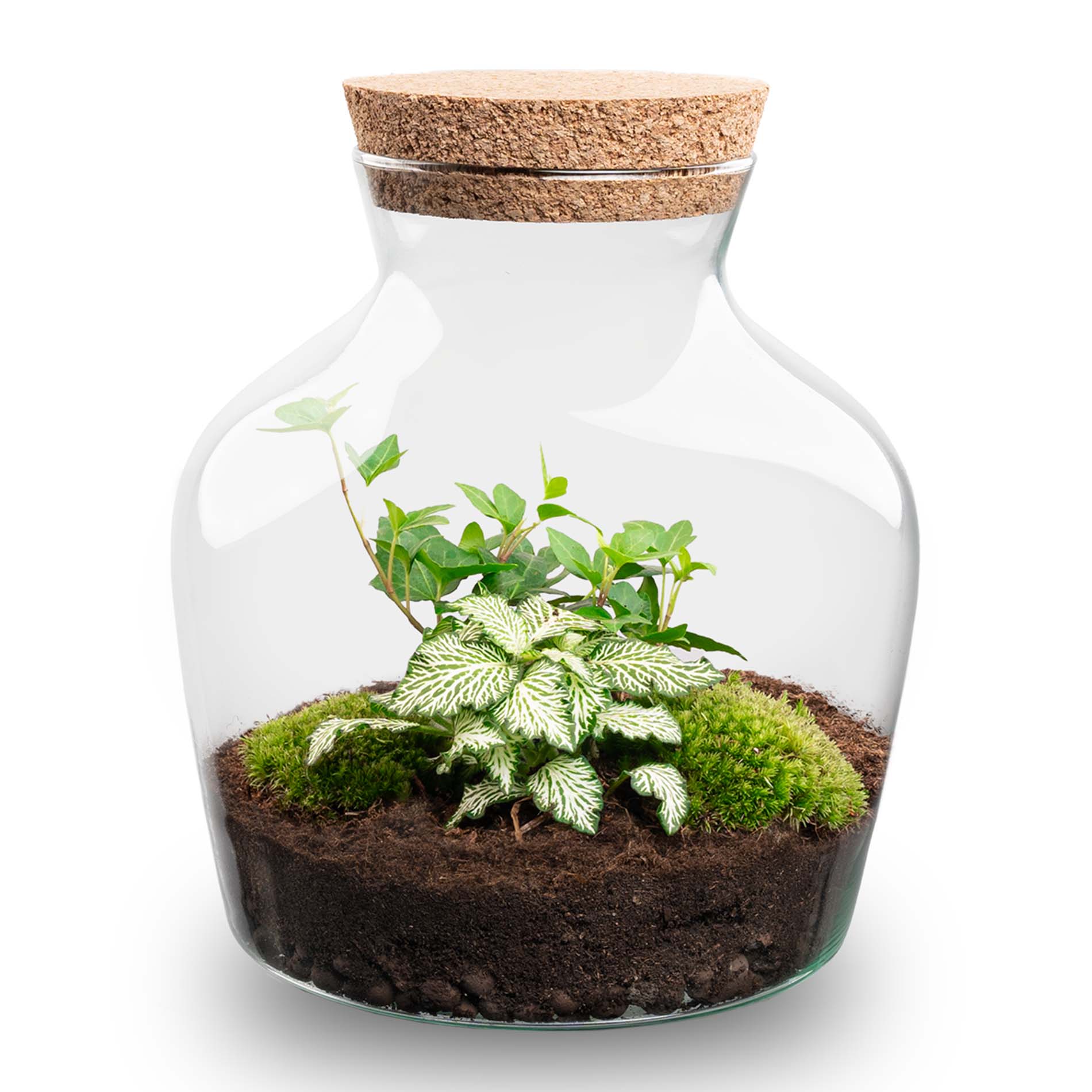 Terrarium Diy Kit - Andolino - ↑ 21.5 Cm