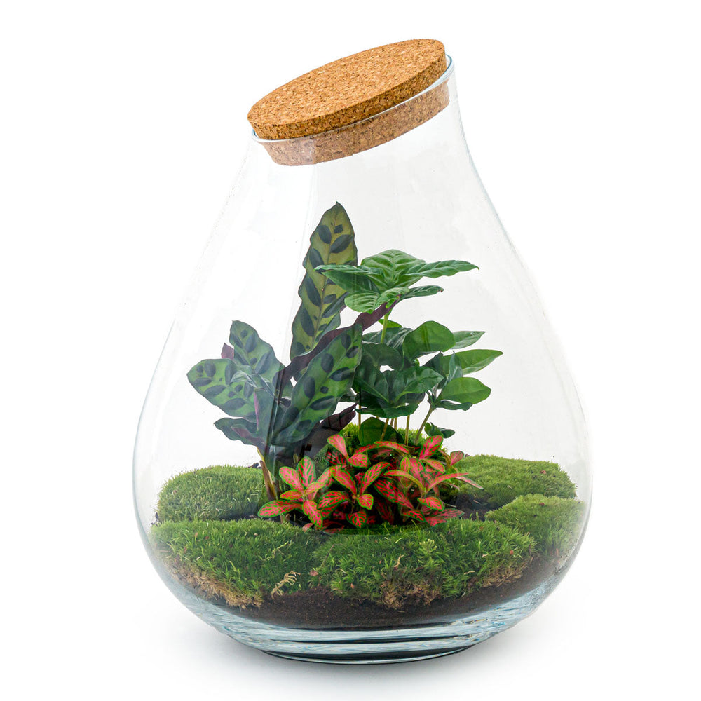 Terrarium Diy Kit - Noa Rosso - ↑ 43 Cm