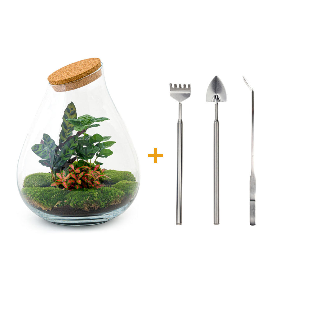 Terrarium Diy Kit - Noa Rosso - ↑ 43 Cm