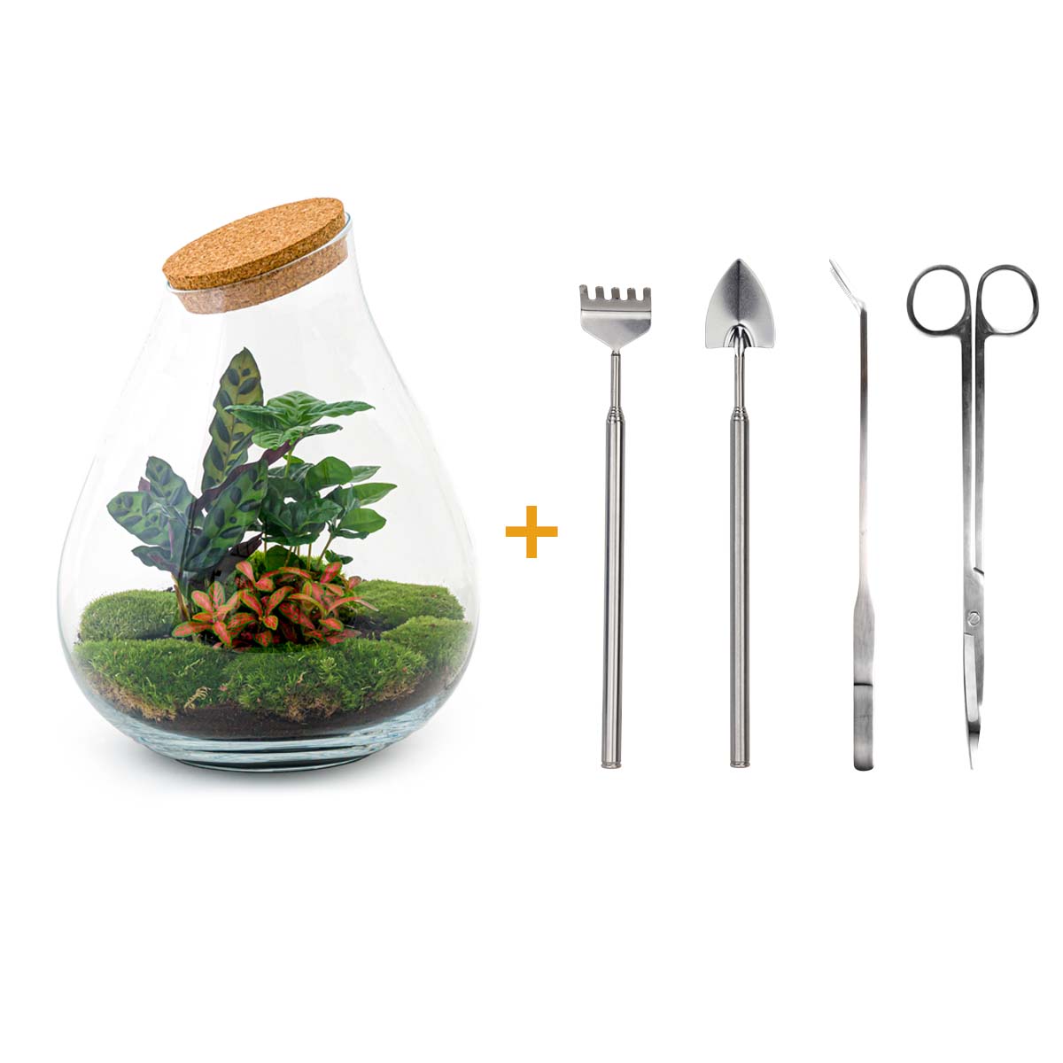 Terrarium Diy Kit - Noa Rosso - ↑ 43 Cm
